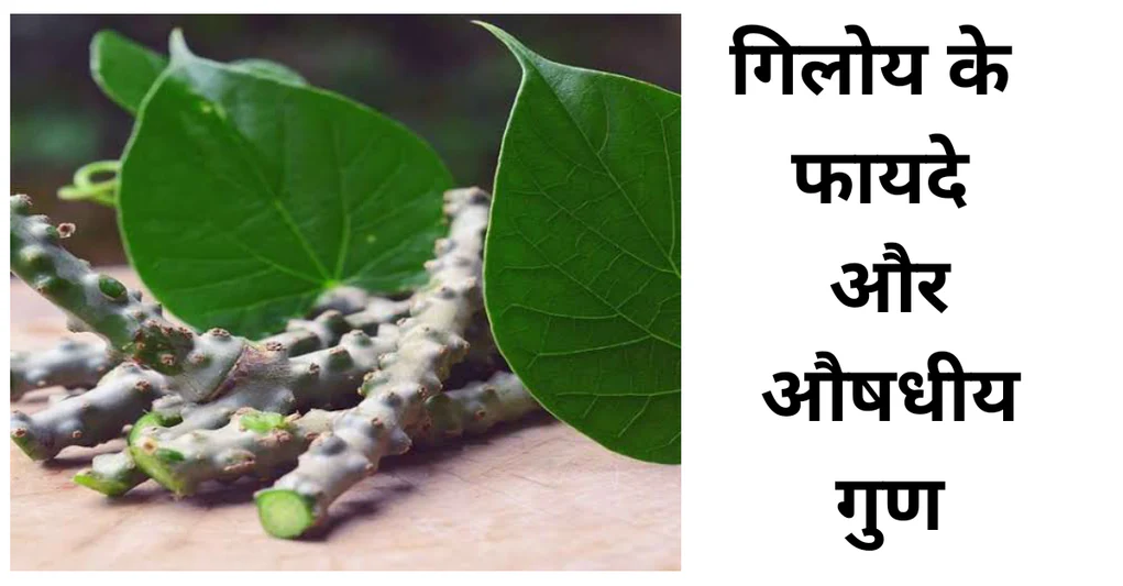 Giloy: एक आयुर्वेदिक अमृत (Giloy : Ek Ayurvedic Amrit)