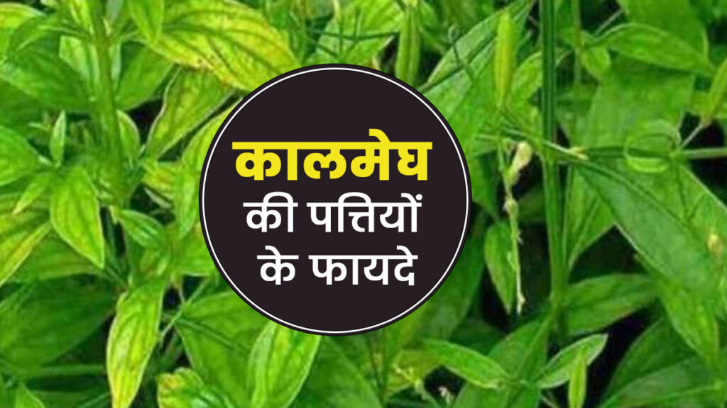 Kalmegh: The cure for diseases hidden in natural bitterness