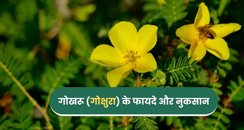 गोखरू के फायदे : पुरुषों की ताकत बढ़ाने वाली आयुर्वेदिक औषधि
